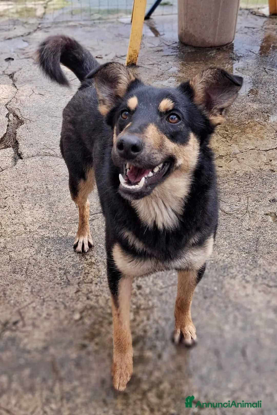 Meticcio cani in regalo: ADA 🩷 - taglia medio/piccola. Vive in canile 😢😞 a Provincia di Pavia - Annuncio 2
