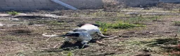 Setter Inglese cani in vendita: Cedesi setter inglese di circa 2 anni a Provincia di Salerno - Annuncio 7