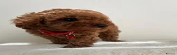 Barboncino Toy cani in vendita: Adorabili cuccioli maschi di Barboncino Toy - Annuncio 7