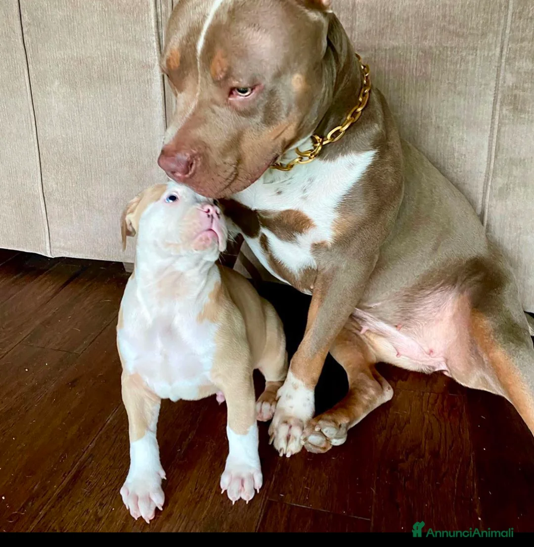 Pitbull cani in vendita: Cucciolo maschio di Pitbull a Città Metropolitana di Torino - Annuncio 4