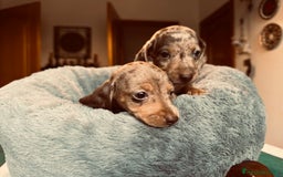 Bassotto cani in vendita: bassotto tedescho a Provincia di Asti - Immagine 6