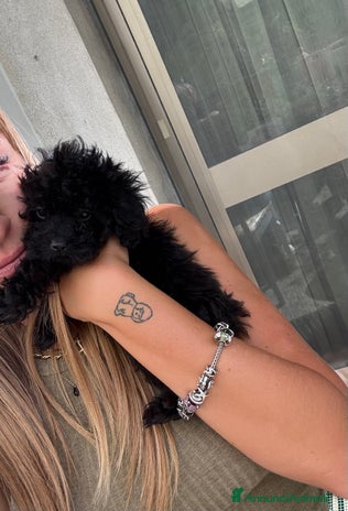 Barboncino Toy cani - Annuncio 7