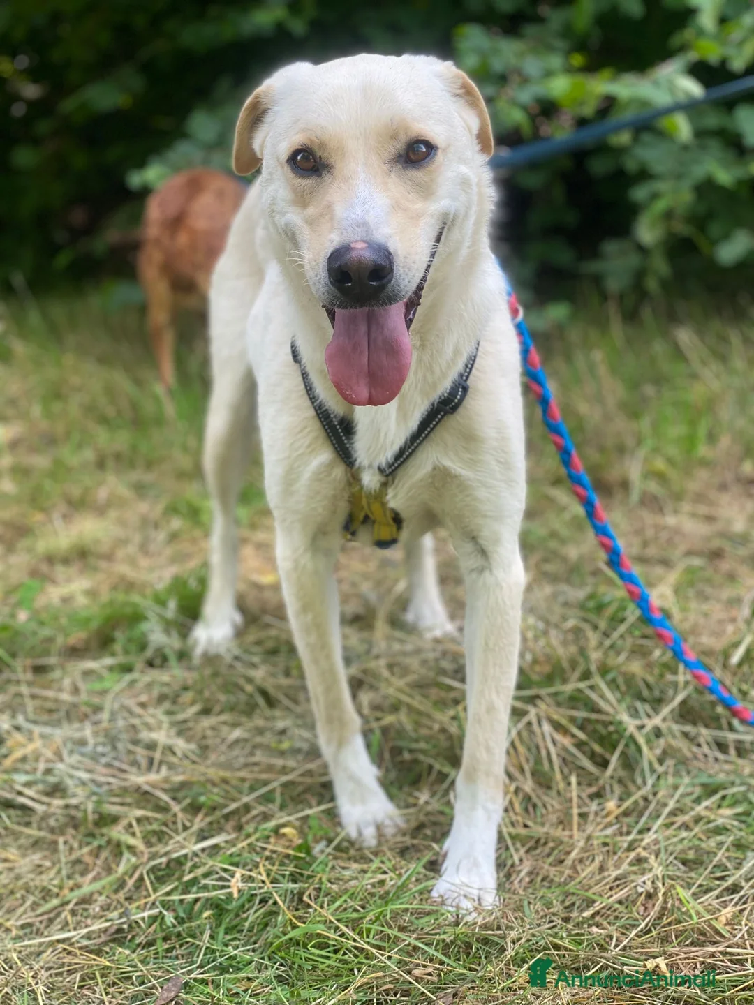 Labrador cani in regalo: Diana un cane dolcissimo in cerca di casa - Annuncio 9