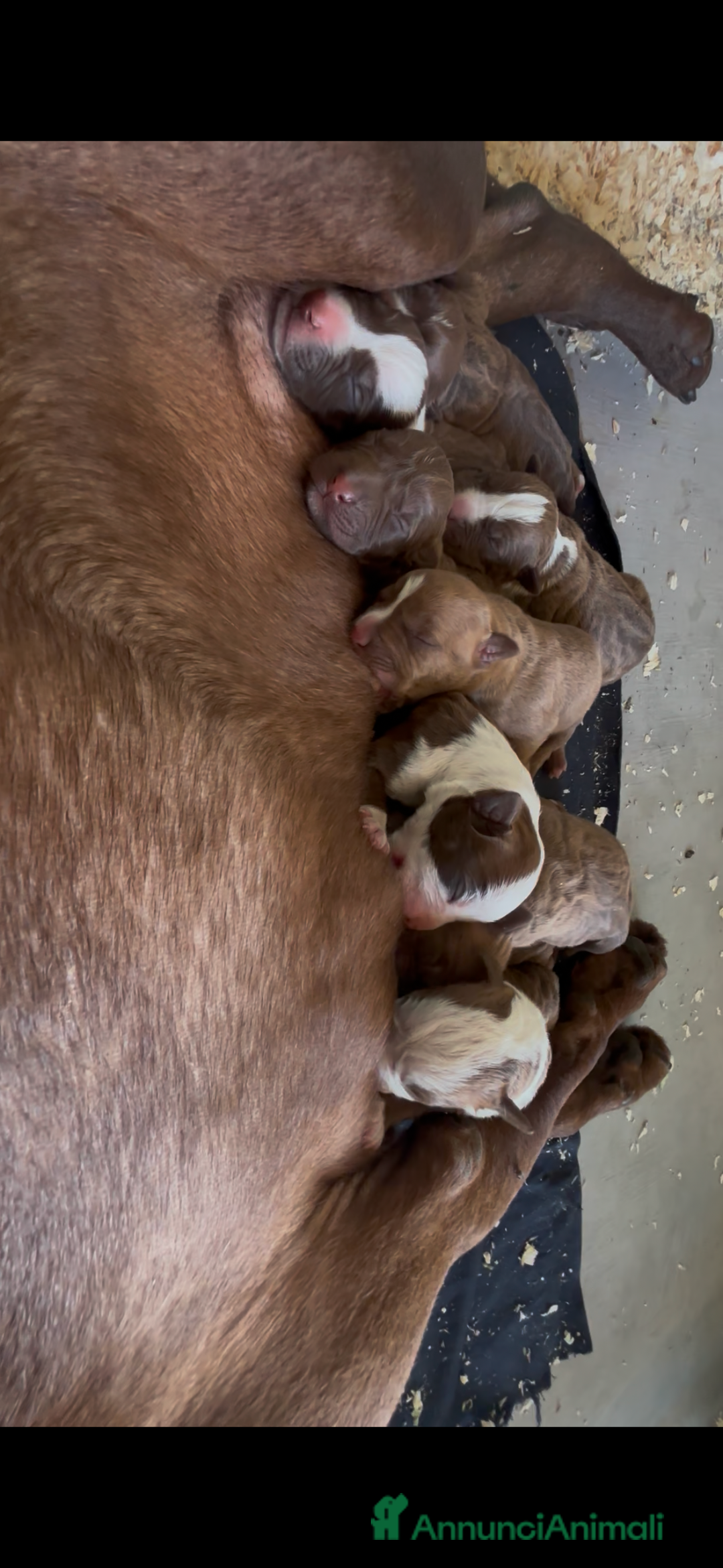 Pitbull cani in vendita: Cuccioli di American Pit Bull Terrier  - Annuncio 2