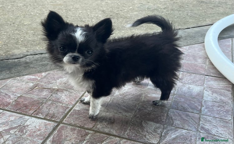 Chihuahua cani a Città metropolitana di Roma Capitale - Annuncio 3
