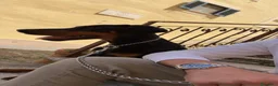 Dobermann cani in vendita: Cucciolo Dobermann Pedigree a Città metropolitana di Roma Capitale - Annuncio 4