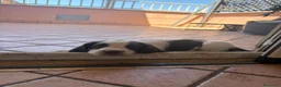 Springer Spaniel Inglese cani in vendita: Springs spaniel - Annuncio 2