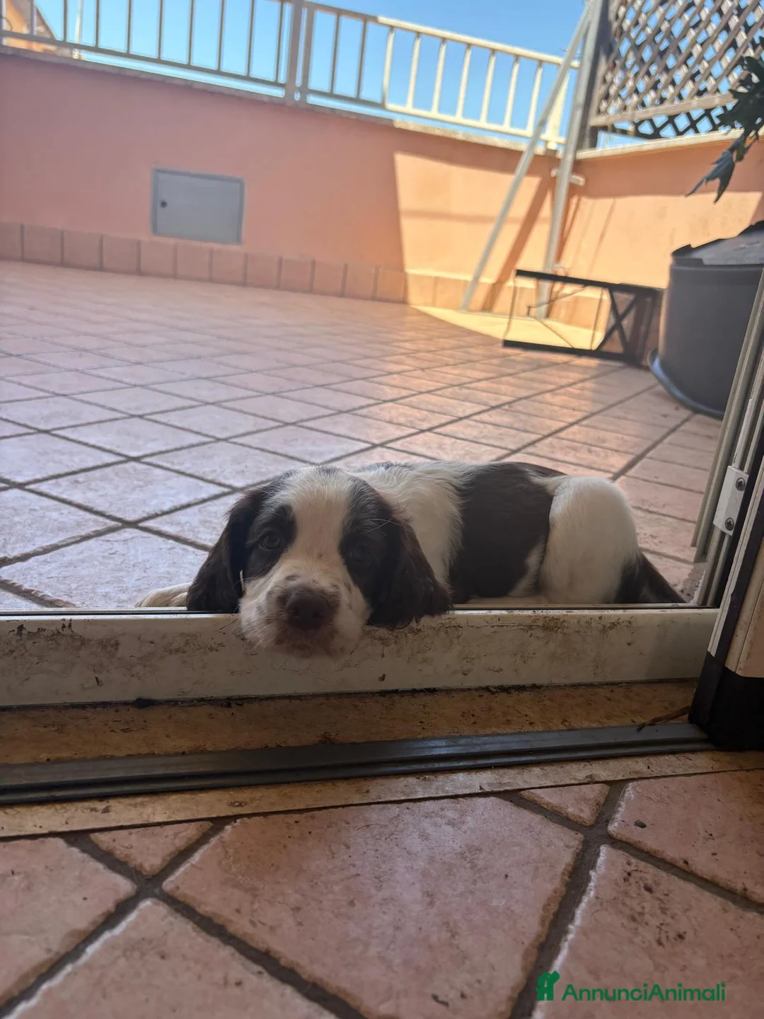 Springer Spaniel Inglese cani in vendita: Springs spaniel - Annuncio 2