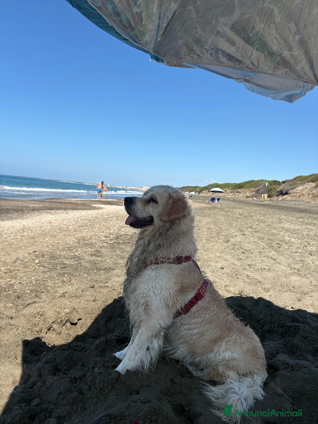 Altre razze cani per accoppiamento: Golden maschio per accoppiamento  a Provincia di Latina - Annuncio 2