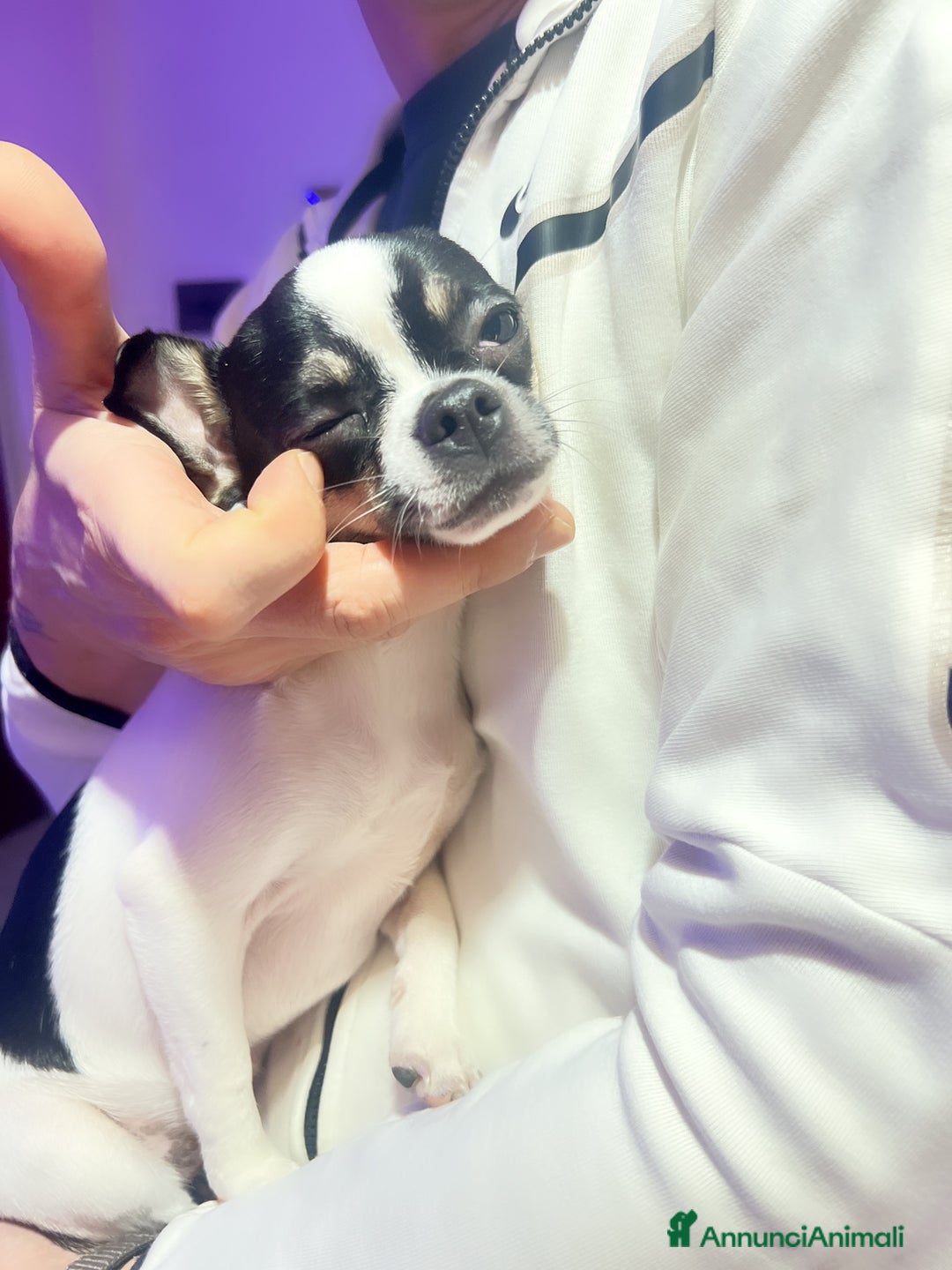 Chihuahua cani in vendita: Vendo un extra mini, chiuvava femmina - Annuncio 4