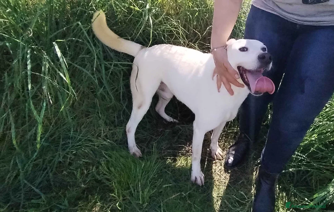 Meticcio cani in regalo: Ginga simil labrador in adozione a Provincia di Latina - Annuncio 2