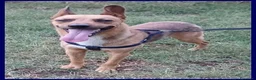 Meticcio cani in regalo: ZAK 9anni tradito da chi amava a Città metropolitana di Milano - Annuncio 2