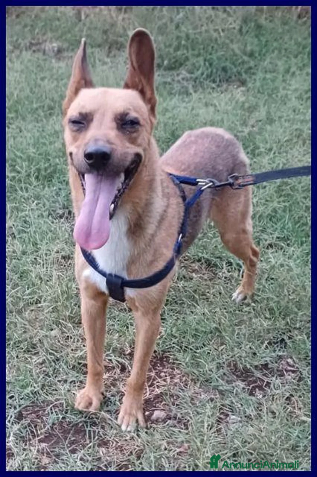 Meticcio cani in regalo: ZAK 9anni tradito da chi amava a Città metropolitana di Milano - Annuncio 2