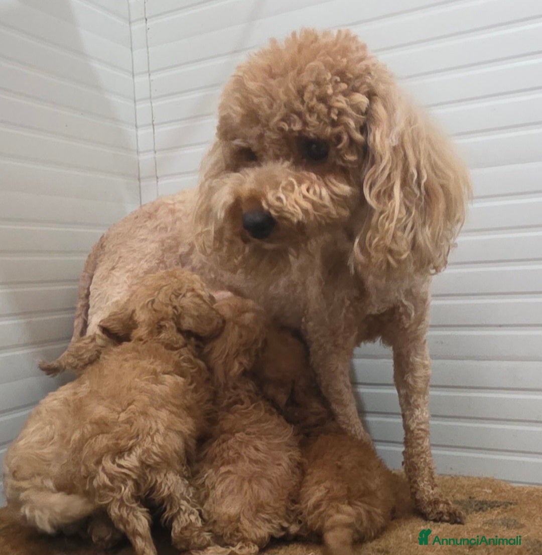 Barboncino Toy cani in vendita: Barboncino  - Annuncio 8