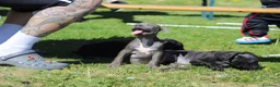 Pitbull cani in vendita: Allevamento dispone di cuccioli di Pit Bull - Annuncio 3