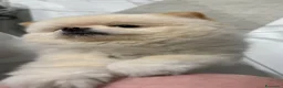 Volpino Pomerania cani per accoppiamento: Volpino di Pomerania Toy da monta  a Provincia di Lecco - Annuncio 11