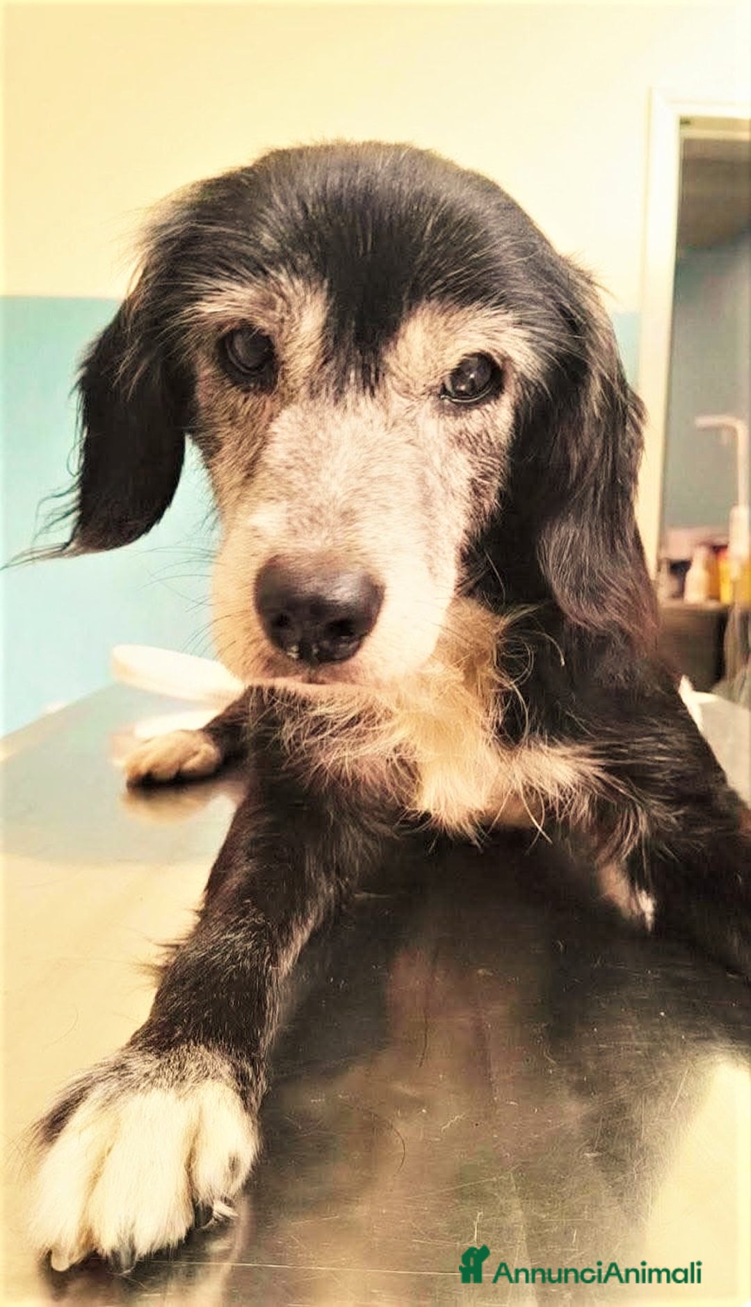 Meticcio cani in regalo: ADOZIONI DEL CUORE:NONNO RENATO RISCHIA IL CANILE! - Annuncio 1