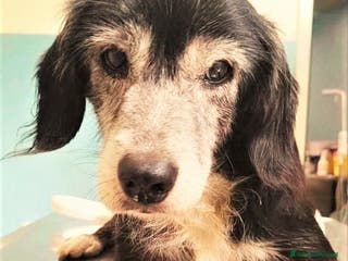 Meticcio cani ADOZIONI DEL CUORE:NONNO RENATO RISCHIA IL CANILE! - Annuncio 13