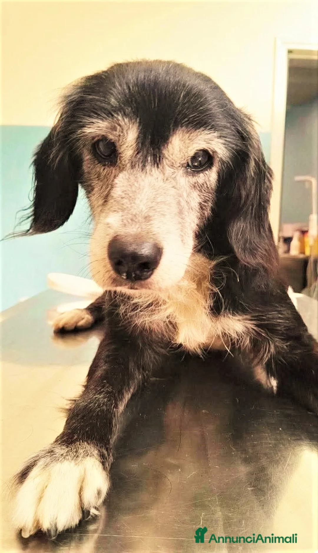 Meticcio cani in regalo: ADOZIONI DEL CUORE:NONNO RENATO RISCHIA IL CANILE! - Annuncio 1