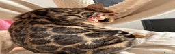 Bengala gatti in vendita: Gattina bengala brown spotted tabby  - Annuncio 10