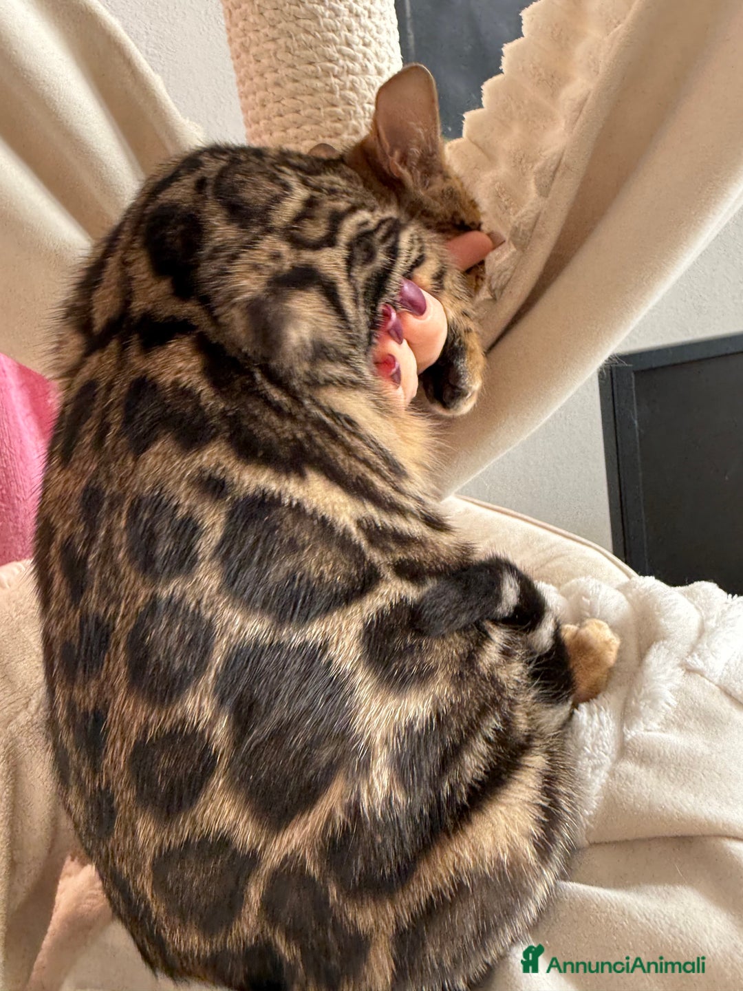 Bengala gatti in vendita: Gattina bengala brown spotted tabby  - Annuncio 10