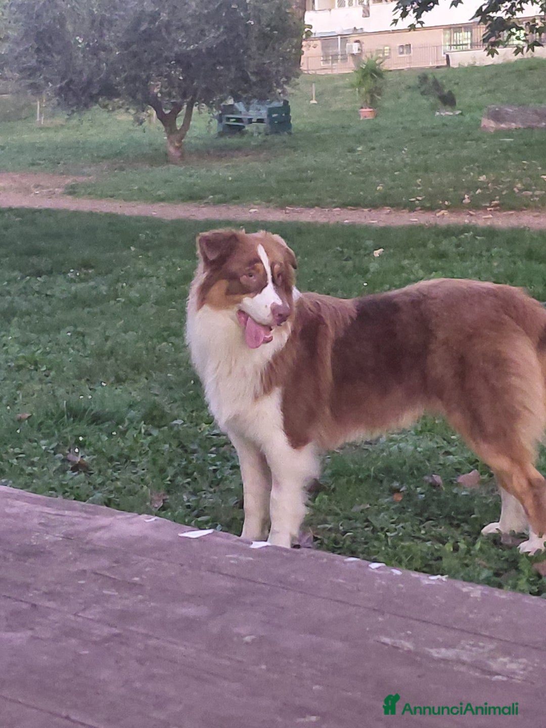 Australian Shepherd cani per accoppiamento: Pastore australiano  - Annuncio 19
