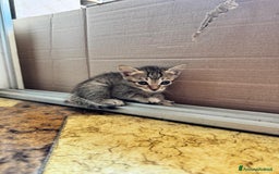 Meticcio gatti in regalo: Gattini di 2 mesi brescia a Provincia di Brescia - Immagine 4