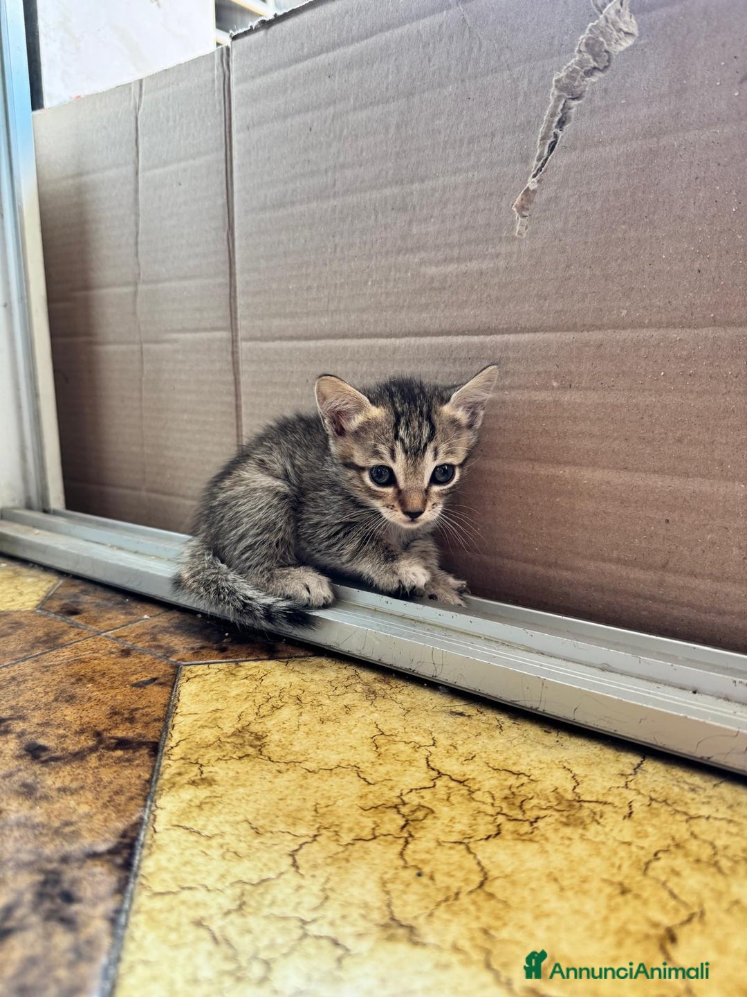 Meticcio gatti in regalo: Gattini di 2 mesi brescia a Provincia di Brescia - Immagine 4