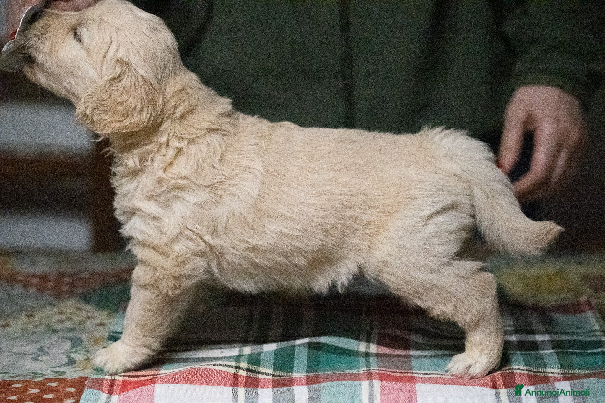 Golden Retriever cani Golden Retriever Linea Inglese - Annuncio 2