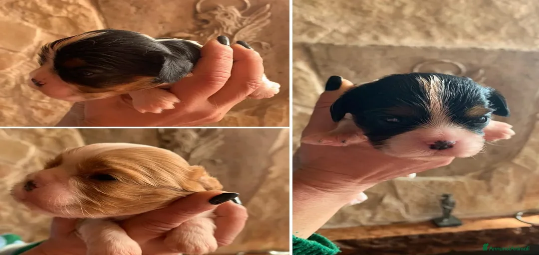 Immagine della galleria {{count}}