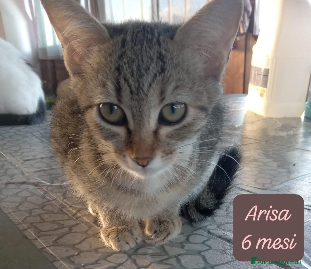 Altre razze gatti in regalo: Famiglie cercasi urgentemente x questi mici - Annuncio 11