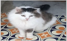 Meticcio gatti in regalo: LEONE MERAVIGLIOSO GATTONE A PELO SEMILUNGO 2 ANNI a Roma - Immagine 7