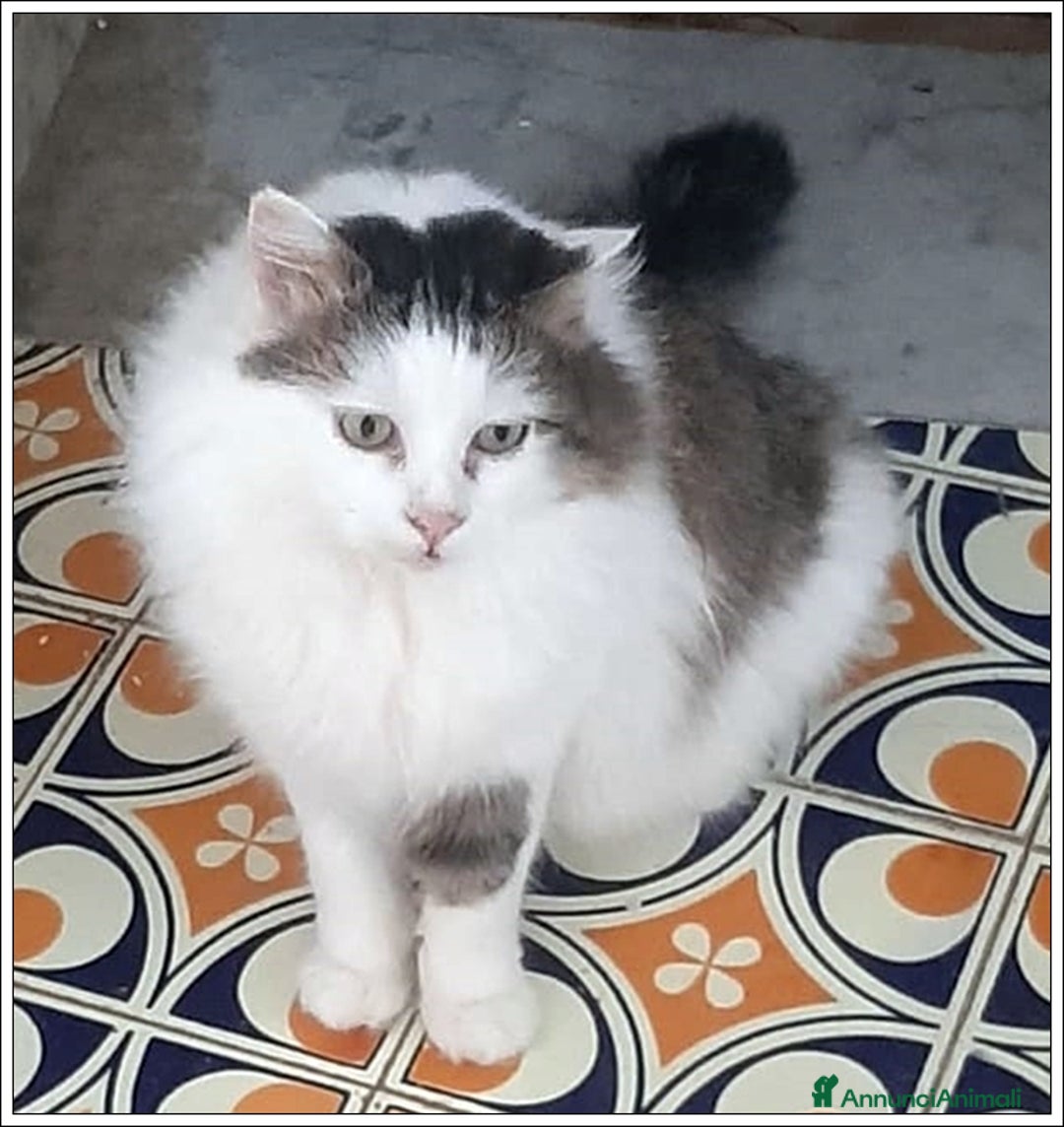 Meticcio gatti in regalo: LEONE MERAVIGLIOSO GATTONE A PELO SEMILUNGO 2 ANNI a Roma - Immagine 7
