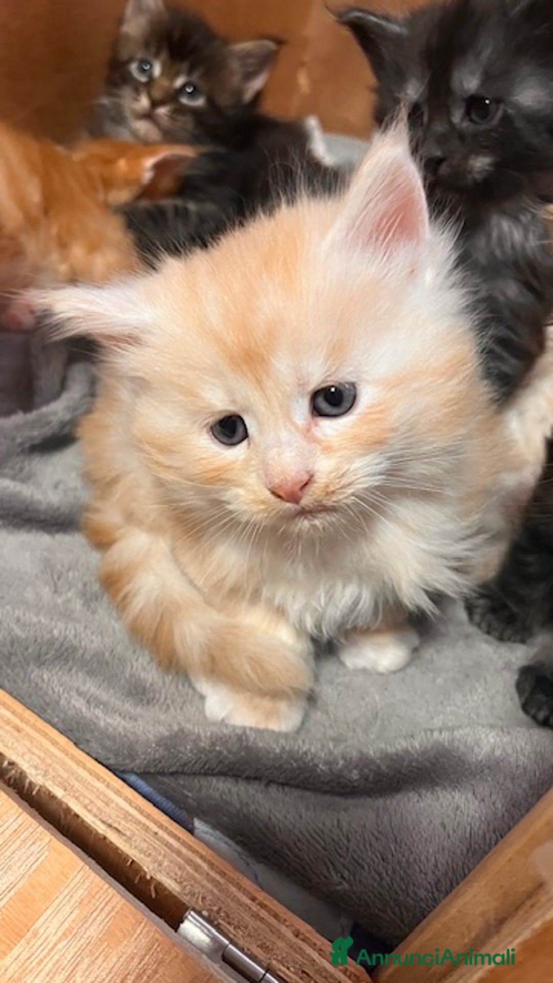 Maine Coon gatti in vendita: Cuccioli Maine Coon - Annuncio 2