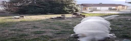 Pastore Asia Centrale cani in vendita: Cucciolo di pastore dell'Asia centrale  a Città Metropolitana di Torino - Annuncio 2
