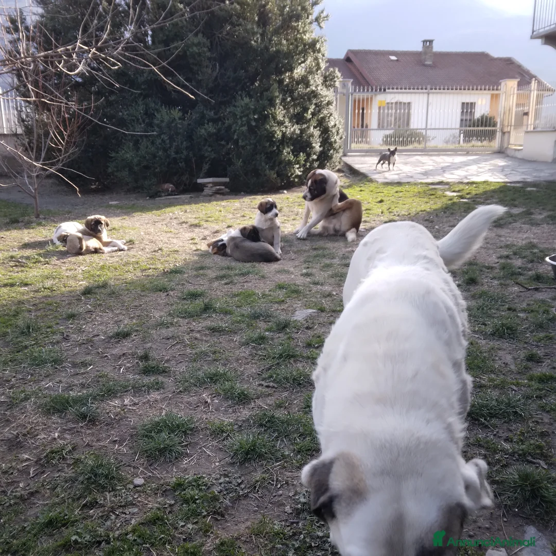 Pastore Asia Centrale cani in vendita: Cucciolo di pastore dell'Asia centrale  a Città Metropolitana di Torino - Annuncio 2