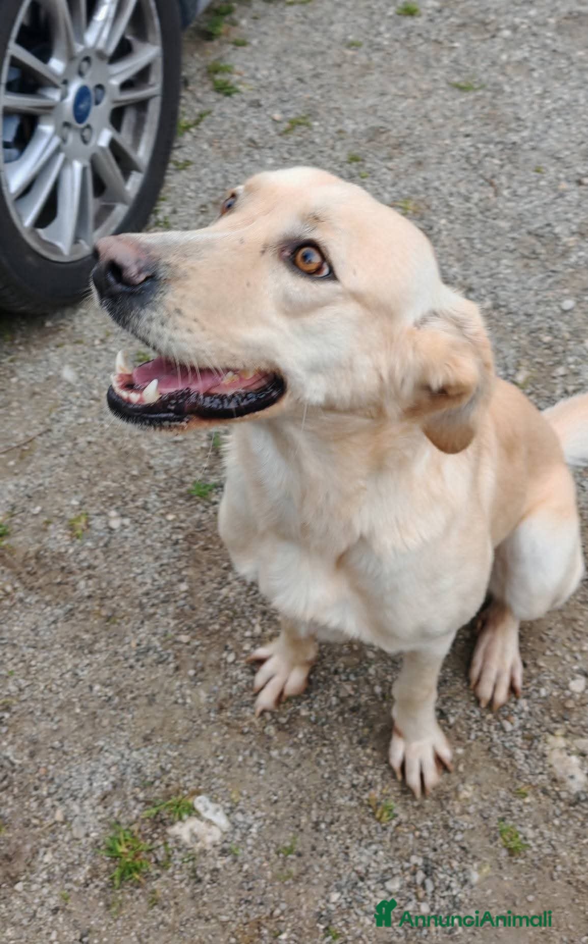 Meticcio cani DIEGO, 2 anni, simil labrador, dolcissimo - Annuncio 2