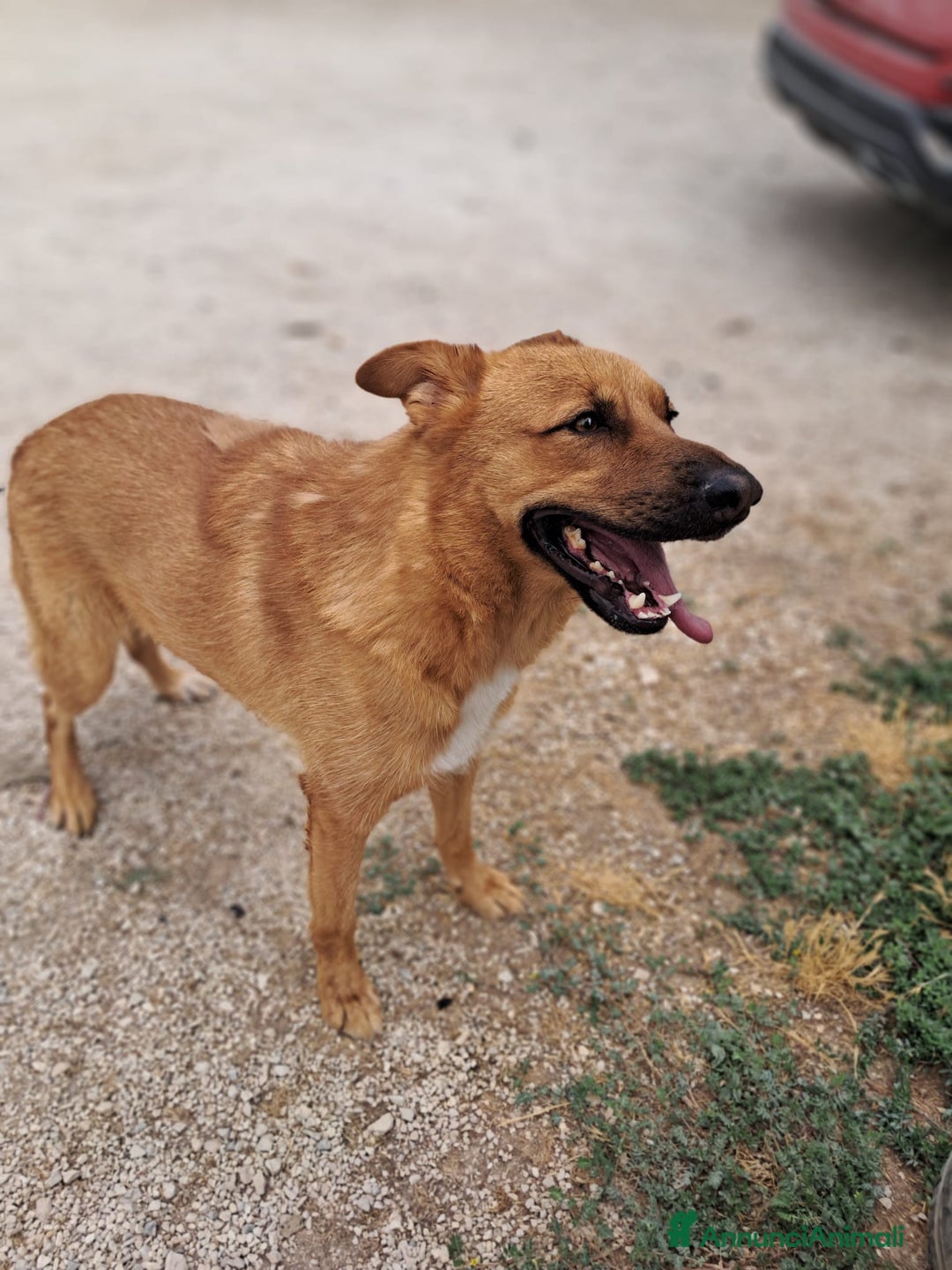 Meticcio cani in regalo: HOLLY aitante giovanotto a Città Metropolitana di Venezia - Annuncio 2