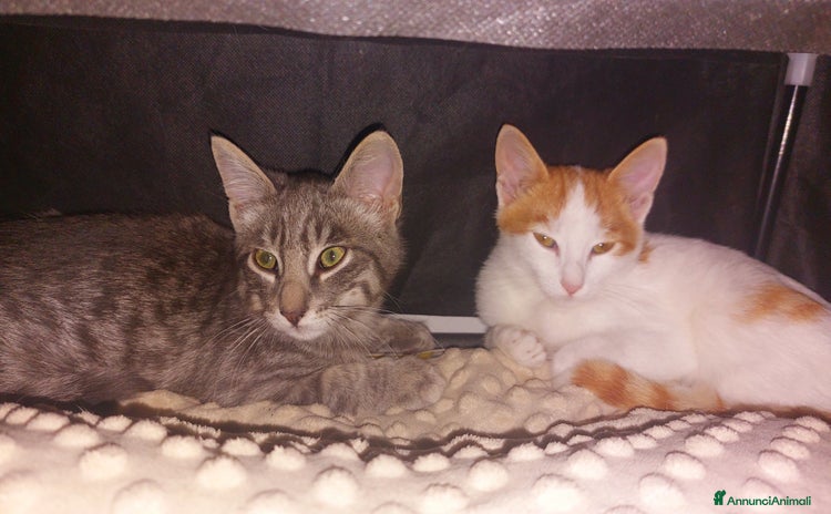 Altre razze gatti - Annuncio 8