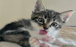 Altre razze gatti in regalo: URGENTE GATTINI CERCANO CASA a Provincia di Benevento - Immagine 3
