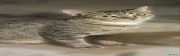 Meticcio gatti in regalo: Piccolo e dolce dolce  - Annuncio 2