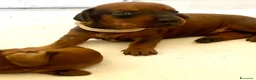 Bassotto cani in vendita: CUCCIOLI BASSOTTI STANDARD - Annuncio 8