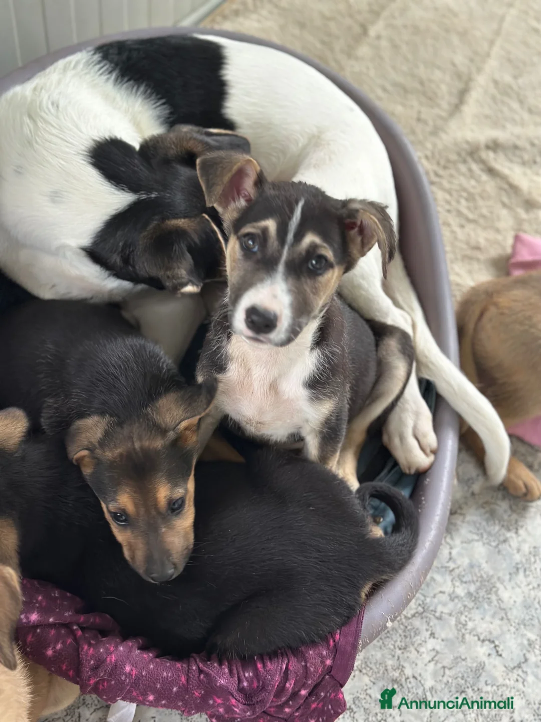 Meticcio cani in regalo: SPILLO IN CERCA DI ADOZIONE - Annuncio 5