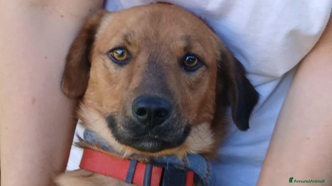 Meticcio cani ERNESTO ASPETTA LA SUA MAMMA E IL SUO PAPA' - Annuncio 28