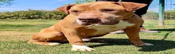 Pitbull cani in regalo: ADOZ.DEL💔:salvato xke legato ad una pomba di benz - Annuncio 1