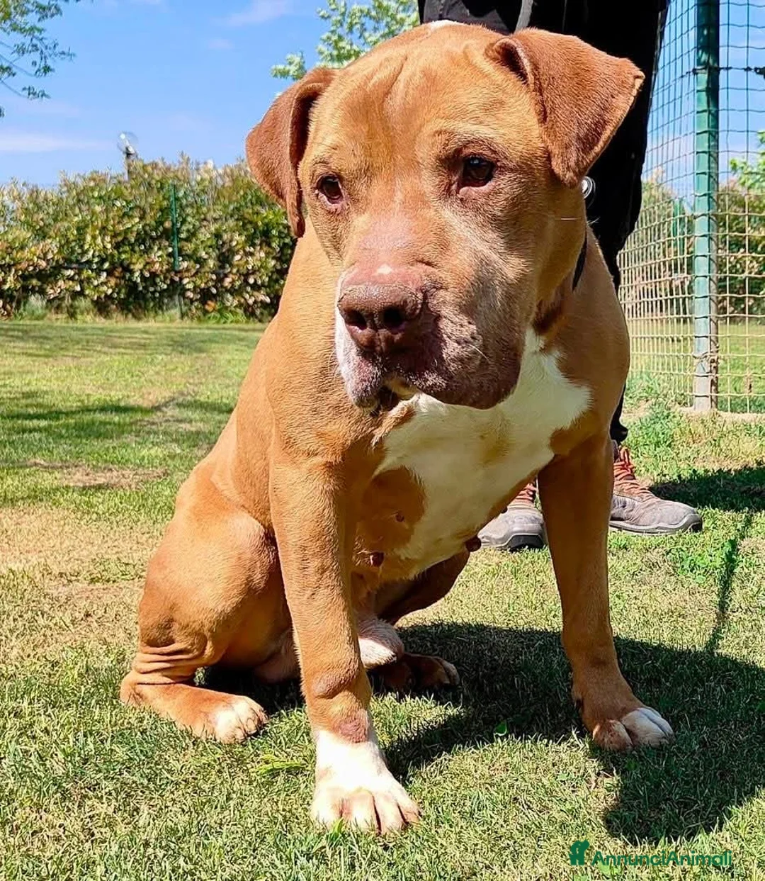 Pitbull cani in regalo: ADOZ.DEL💔:salvato xke legato ad una pomba di benz - Annuncio 1