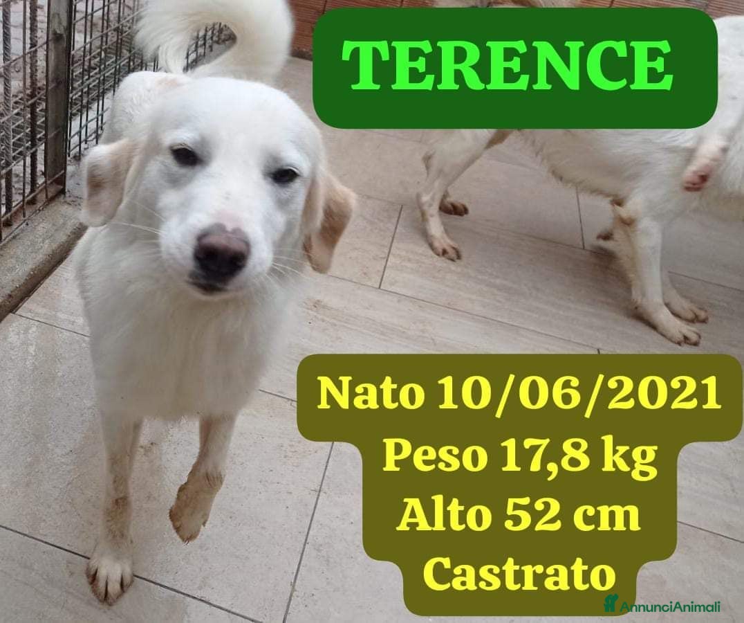 Meticcio cani Fratello e sorella 3anni aspettano da sempre.CALAB a Città metropolitana di Milano - Annuncio 2
