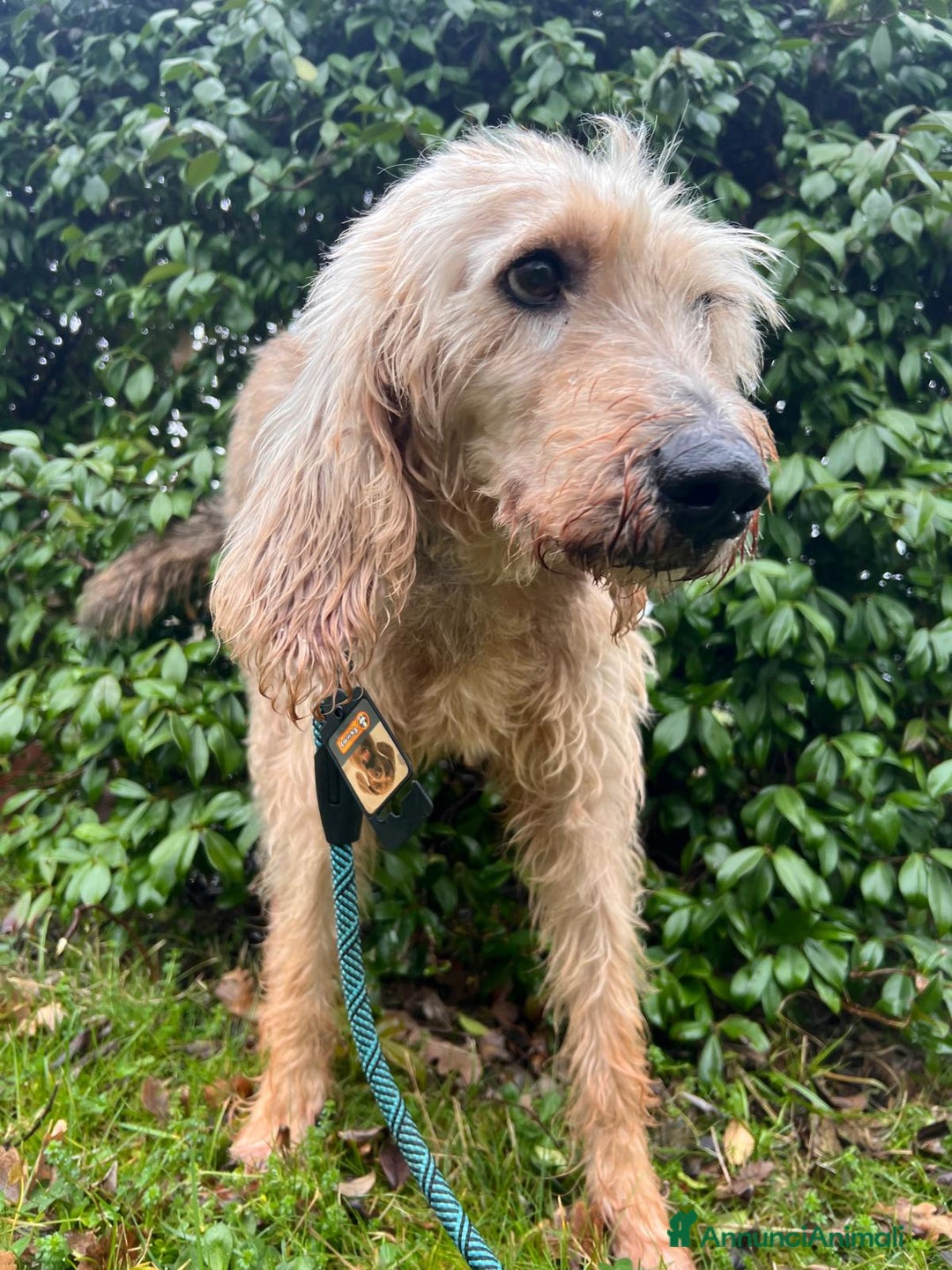 Meticcio cani in regalo: JERRY TENERISSIMO SPINONCINO - Annuncio 6