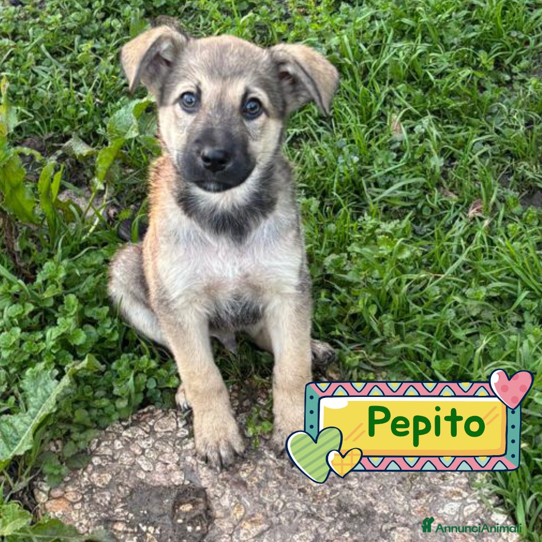 Meticcio cani Pepito dolce cucciolo 3 mesi cerca casa - Annuncio 27