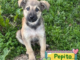 Meticcio cani Pepito dolce cucciolo 3 mesi cerca casa - Annuncio 37